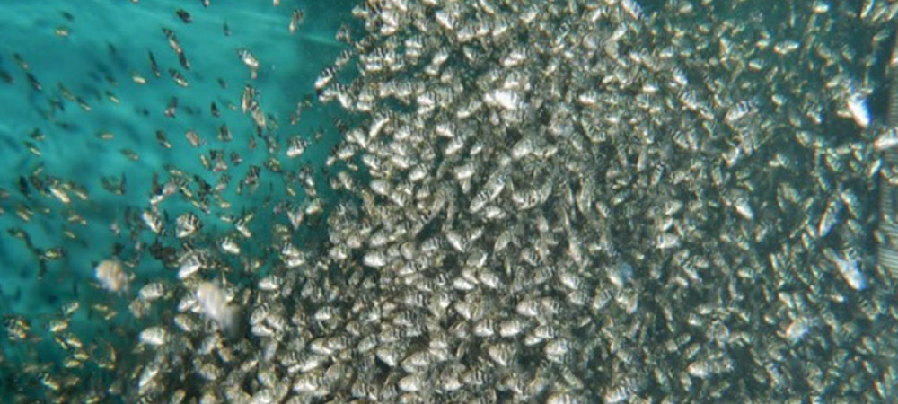 Case Study - Aquaculture